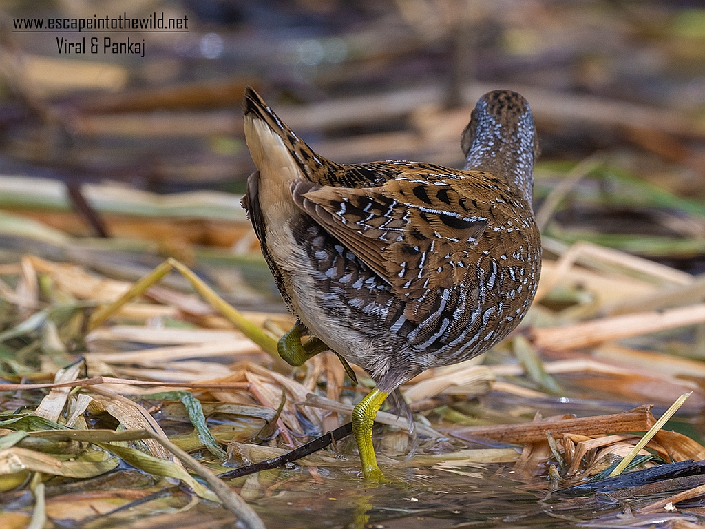 Spotted Crake